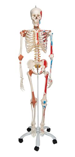 3B: Skeleton Model Sam with Muscles & Ligaments
